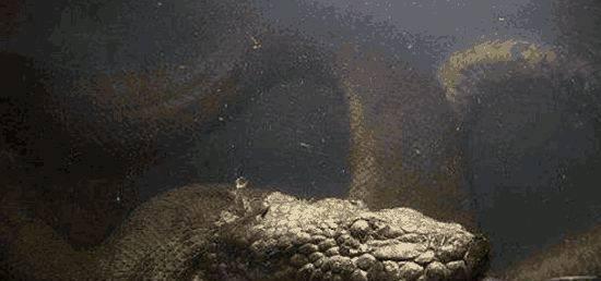 最大的巨蟒,蛇身长15米有五层楼高