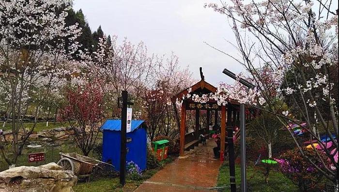 快!别让新蒲樱花谷的樱花雨溜走了