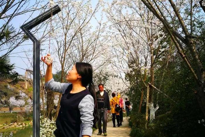 快!别让新蒲樱花谷的樱花雨溜走了