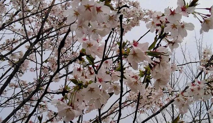 快!别让新蒲樱花谷的樱花雨溜走了