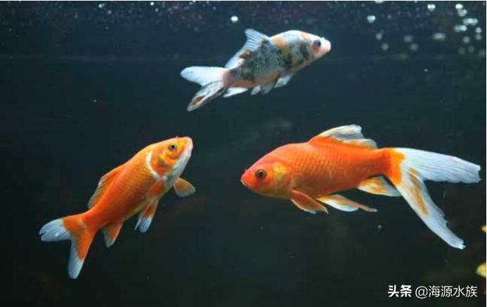 用盐可以救活濒死的鱼（奄奄一息的鱼用盐就活）