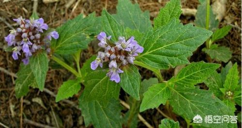 白毛夏枯草的功效与作用(白毛夏枯草主治什么病)-第1张图片-