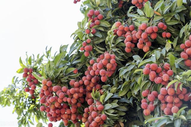 绿色食品申报条件和申报流程答案(申请绿色食品你需要知道的5个真相)(1)