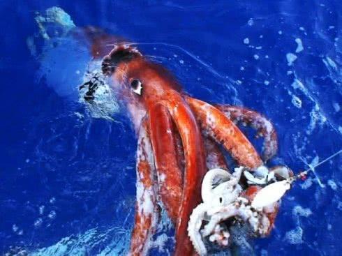 洪堡乌贼海洋里最狡猾的捕食者,甚至连同类也不放过!