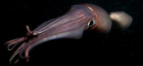 洪堡乌贼海洋里最狡猾的捕食者,甚至连同类也不放过!