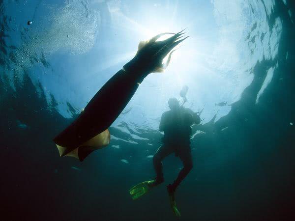 洪堡乌贼海洋里最狡猾的捕食者,甚至连同类也不放过!