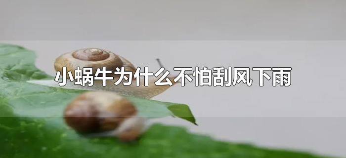 小蜗牛为什么不怕刮风下雨 小蜗牛为什么不怕刮风下雨