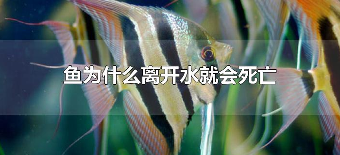 鱼为什么离开水就会死亡 鱼为什么离开水就会死亡