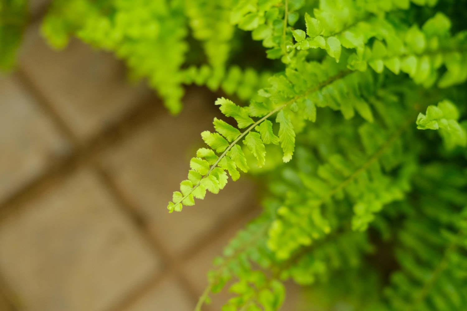 波斯顿蕨 波斯顿蕨